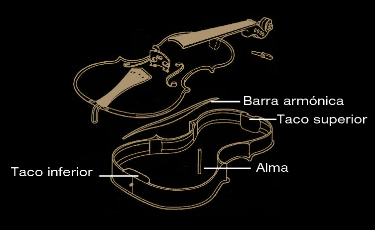 Anatomía de un violín -